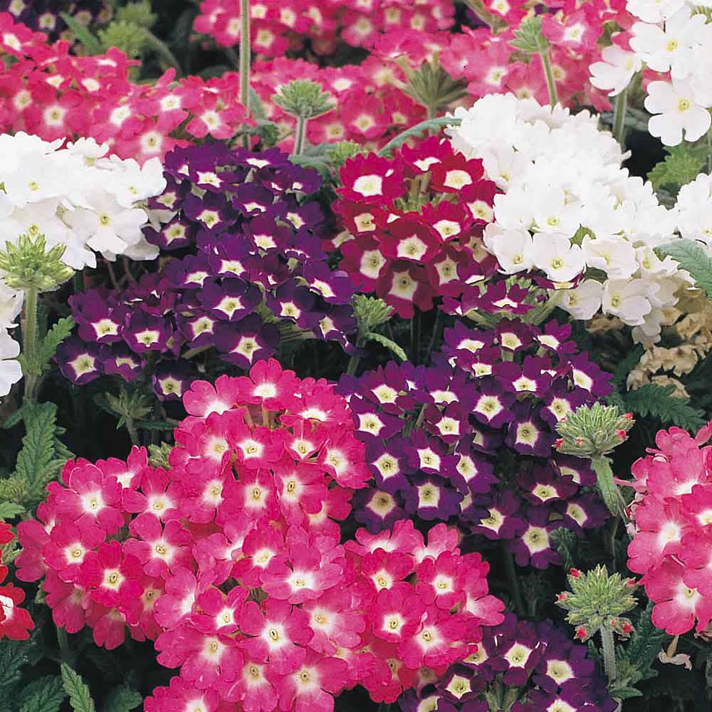 Verbena Quartz mixed 20 Seeds For Garden And Balcony (Suitable For All Time All Season)
