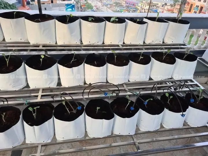 Grow bag