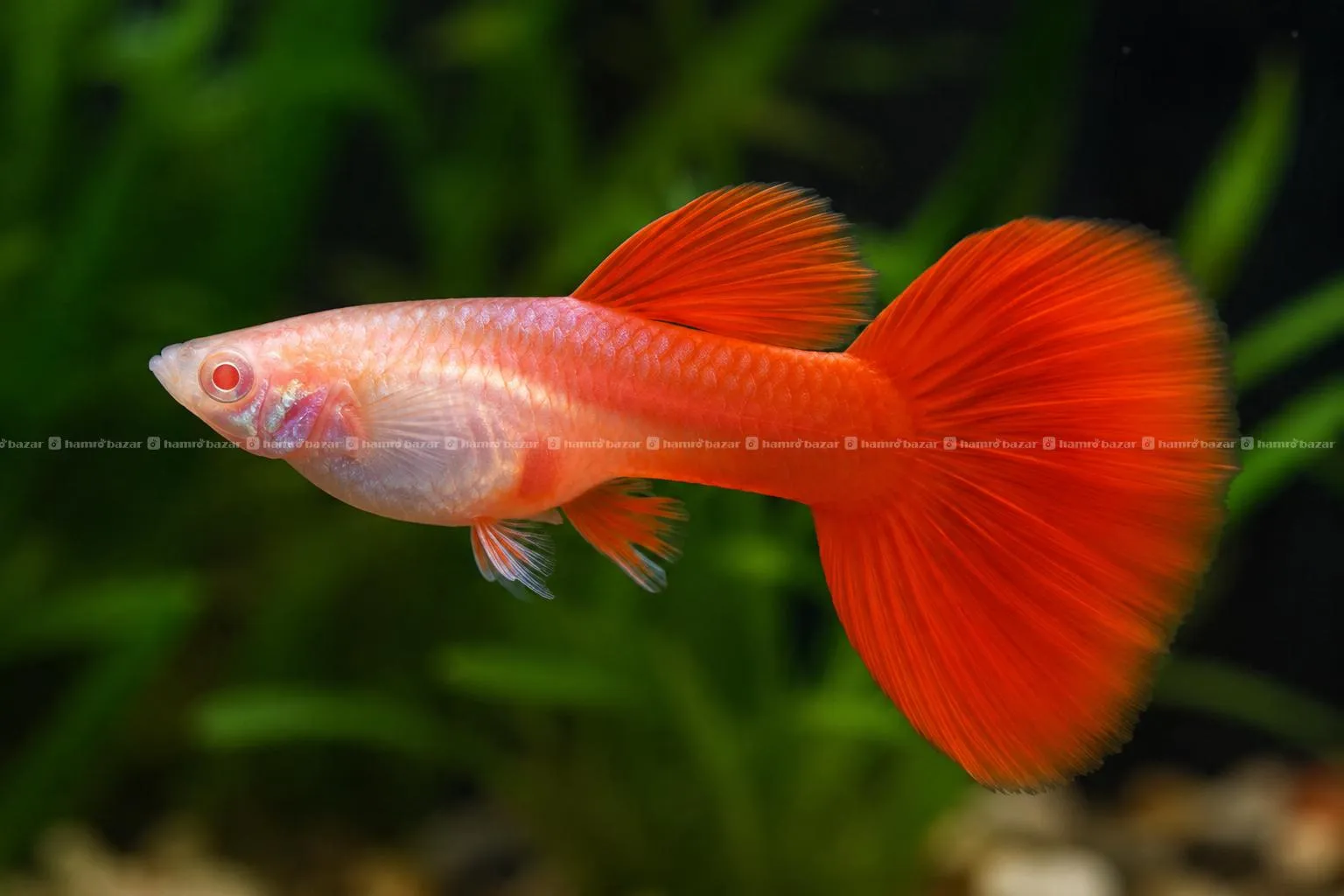 Albino Red Guppy Fish for Sale in Kathmandu