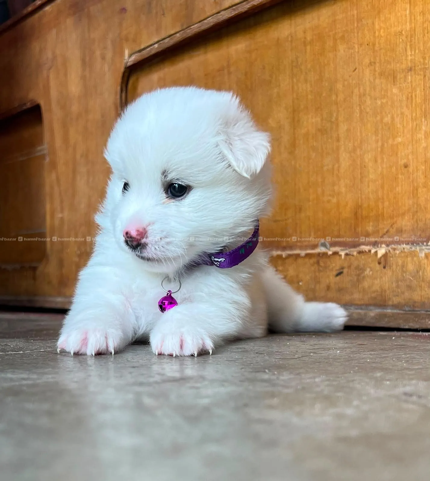female puppy for sale 3500