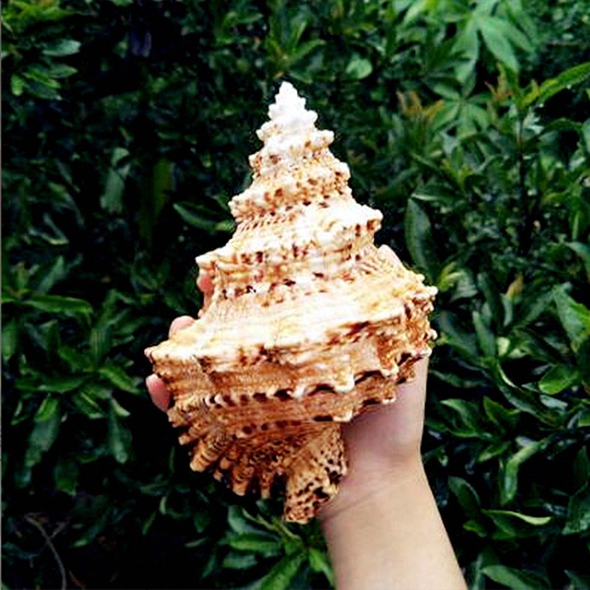 Natural Marine Seashell 22cm Big Conch Ornament Shell Craft Horn Home Tank Decor -