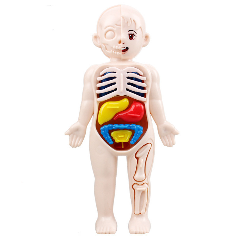 Human Anatomy Model for Kids, DIY 3D Body Puzzle with Skeleton Organs, STEM Science Project, Interactive Educational Toys