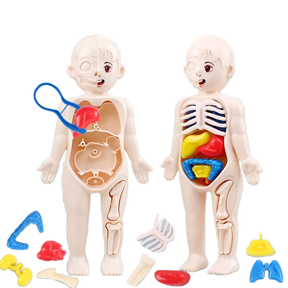 3D Puzzle Mannequin Kid Montessori Anatomy Model Educational Learning Assembled Toy Body Organ Teaching Tool For Children