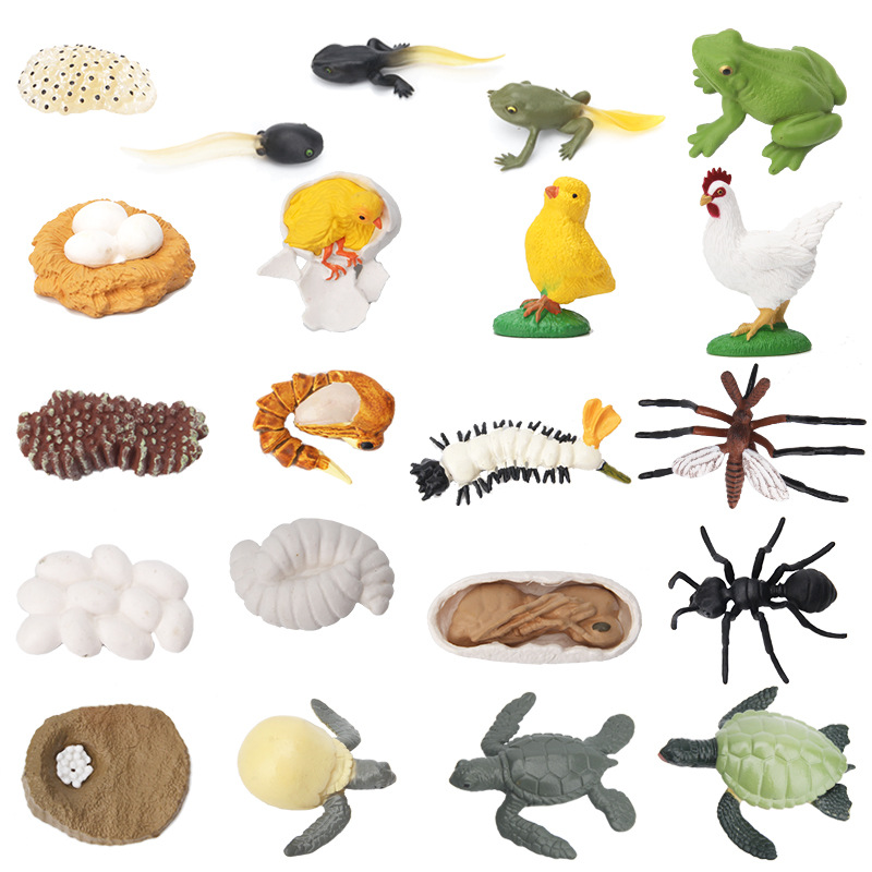 Montessori Animal Life Cycle Board Children Toy Teaching Aids Plant Growth Cycle Model Set preschool cognitive Early education