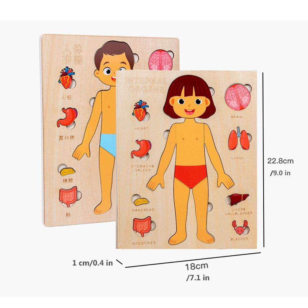 Wooden Human Body Puzzle Montessori Boys Girls Multi-Layer Body Structure Puzzle Cognitive Teaching Aids Learning Toys For Child