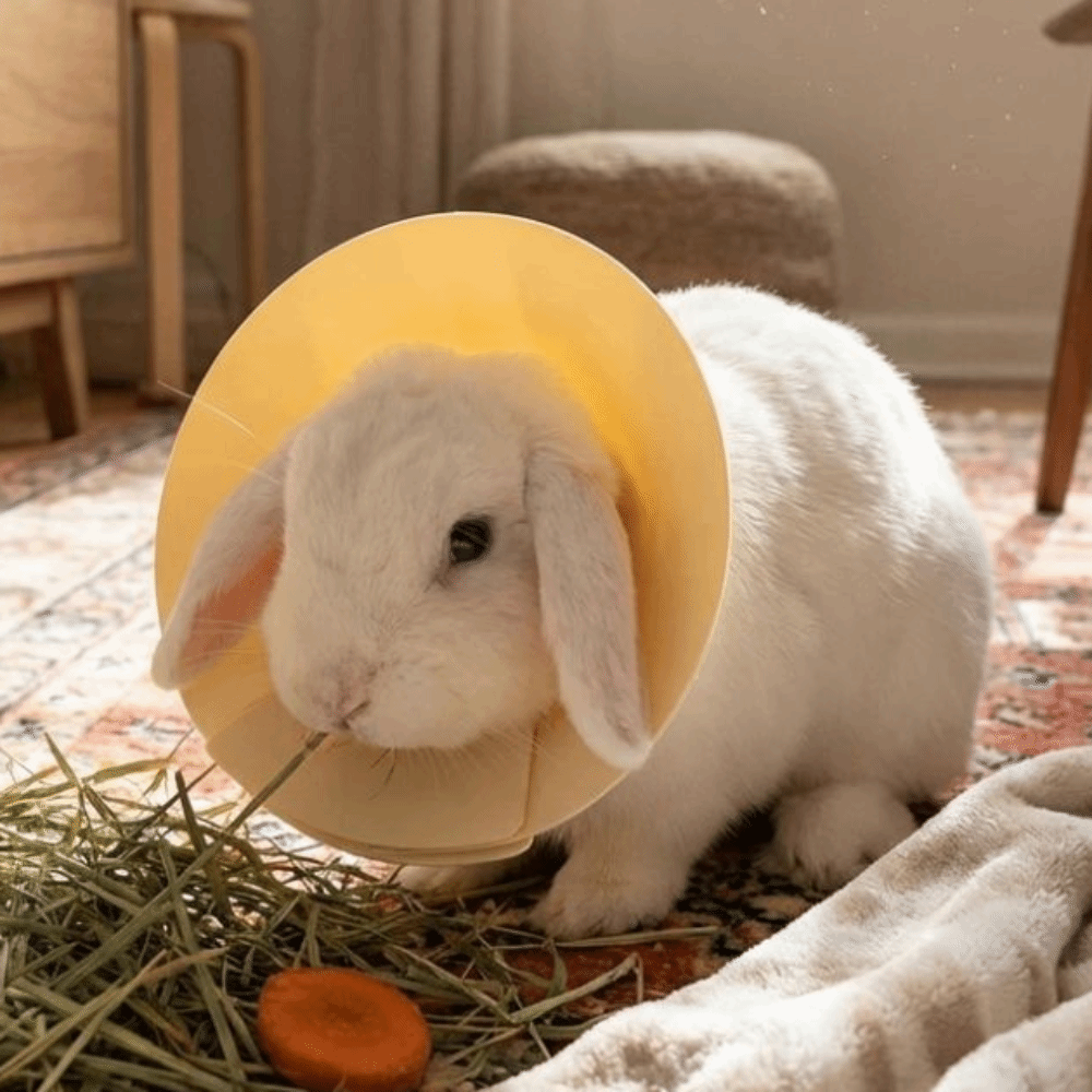 Comfortable Fit Anti-Bite Pet Elizabethan Collar Soft Comfortable Anti Licking Collar Colorful Adjustable Elizabethan Collar Grooming