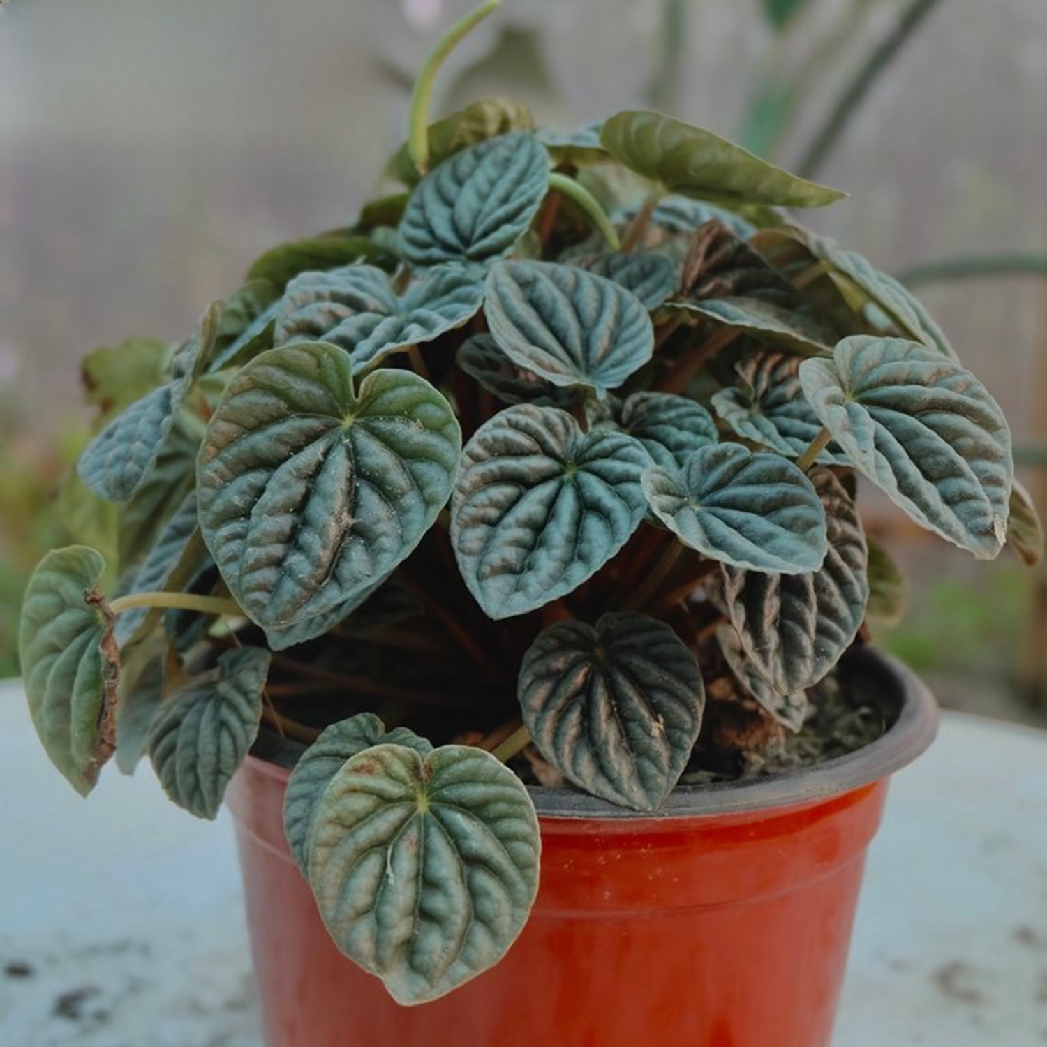 Peperomia Caperata, Air Purifier Indoor Plants, Foliage Plant, Live Natural Plant