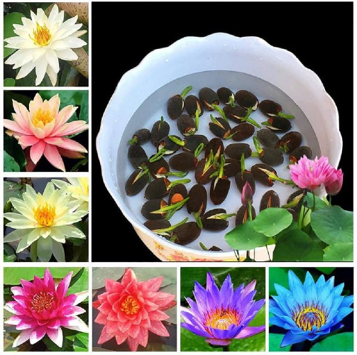 Flower Seed Lotus | Multicolour Lotus Seeds to Plant Indoor, Outdoor or in Aquarium | Summer Variety In a Pack (Not Loose) - 10pc