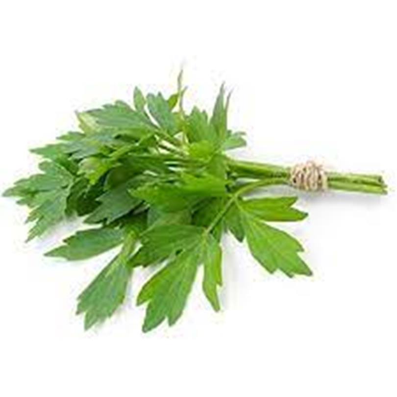 Lovage Seeds - Green Herb Anti Mosquito 50 Plus Seeds