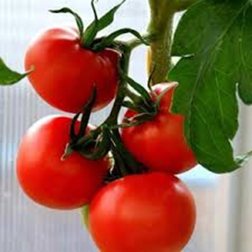 1 Gram Tomato Seeds Krypton