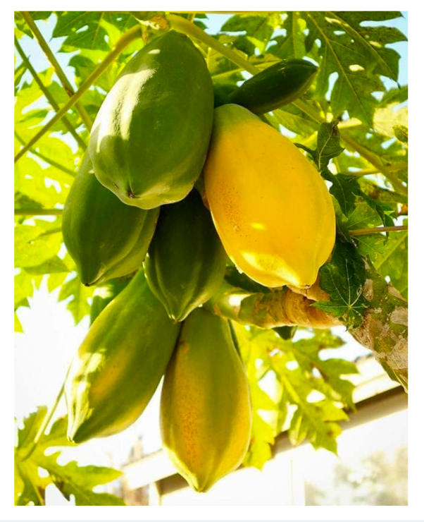 Taiwan Red Lady Papaya Seeds Original 5 Plus Loose Pack Seeds