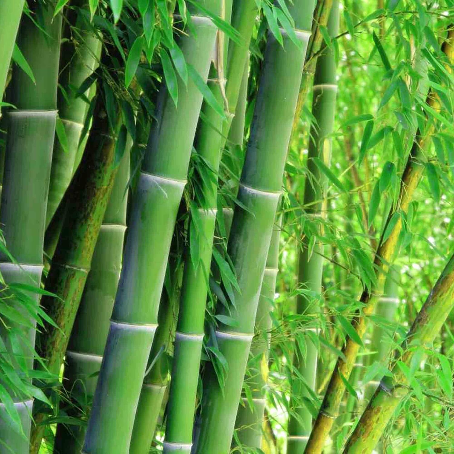 30+ Giant Green Bamboo Seeds for Fast Growing - Privacy Screen Good for Environment Fresh Garden Seeds