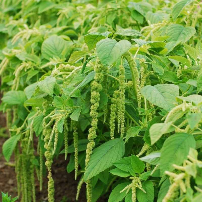 Green Tails Amaranthus Flower Seeds, 50+ Loose Packed Seeds