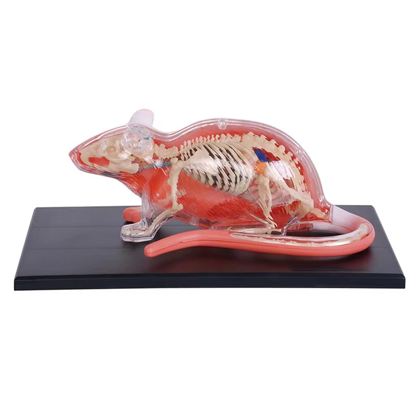 29 Parts White Mouse 4D Master Animal Anatomy Model Detachable