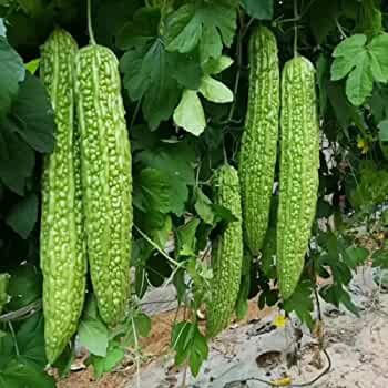 Vegetable Seeds -1Packet Green Bitter Gourd Seeds-