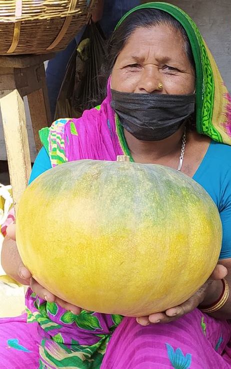Vegetable Seeds - Big Nepali Pumpkin Excellent Quality 5 Seeds For Home Garden, Kitchen Garden And Kausi Kheti - Grow Everywhere In Nepal