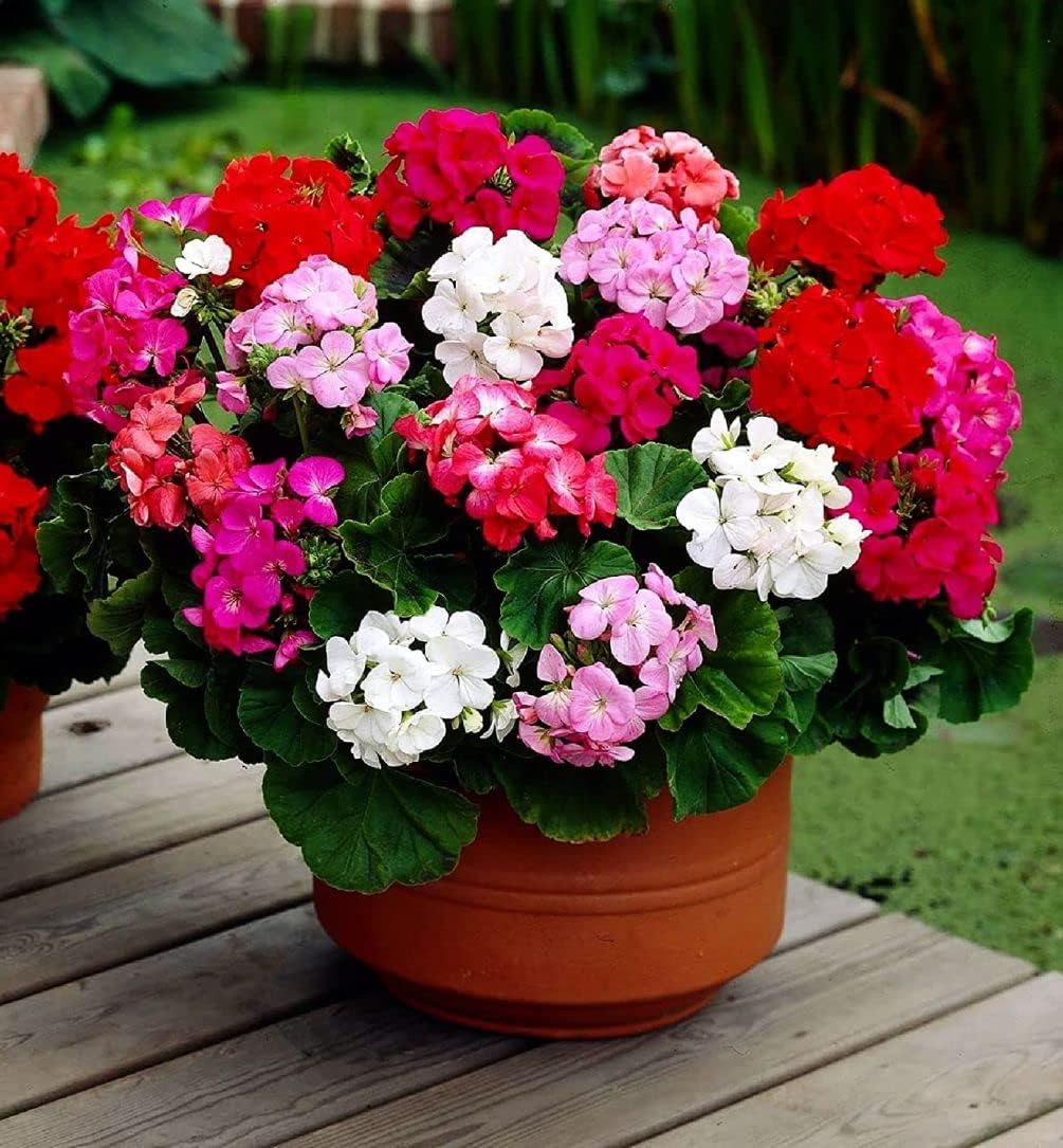 5+ Loose Packed Seeds Of Geranium Pacific Mixed Flower For Luxurious Garden And Decor