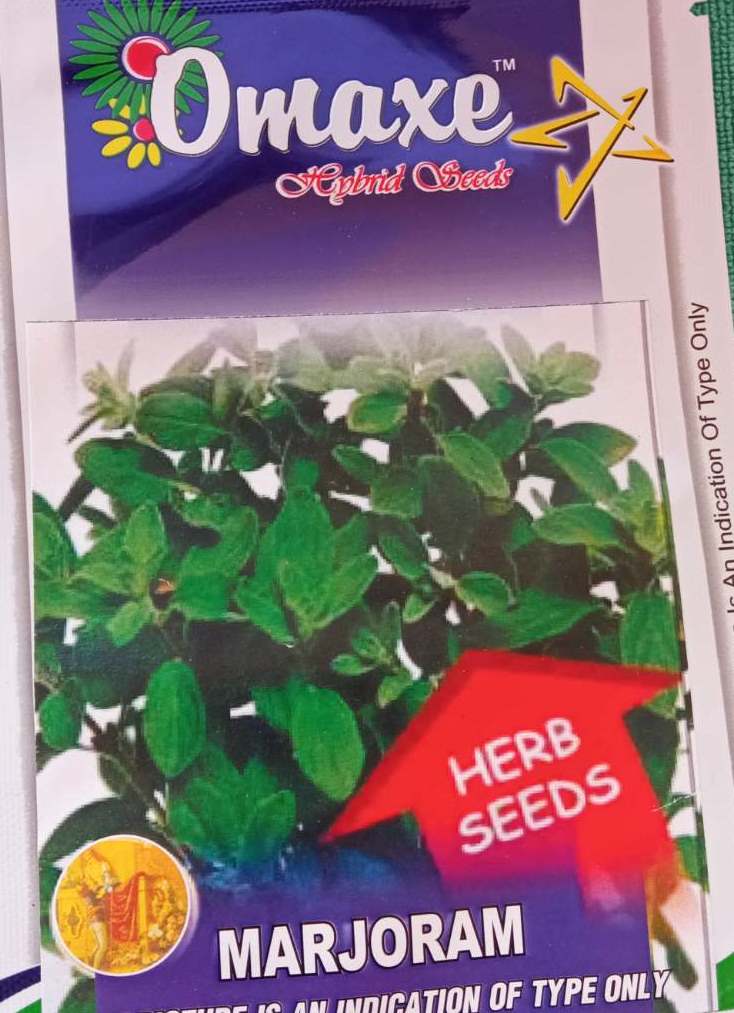 Marjoram Herb Seeds - 100 Plus Herb Marjoram Seeds