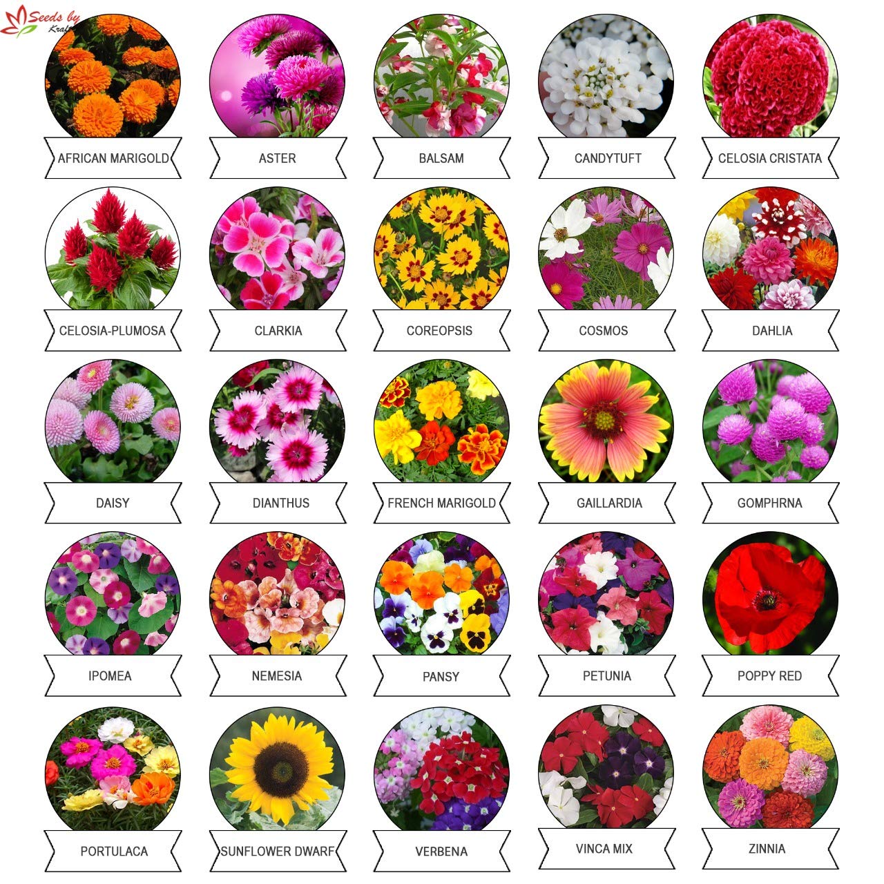 15 Types Of Flower Seeds