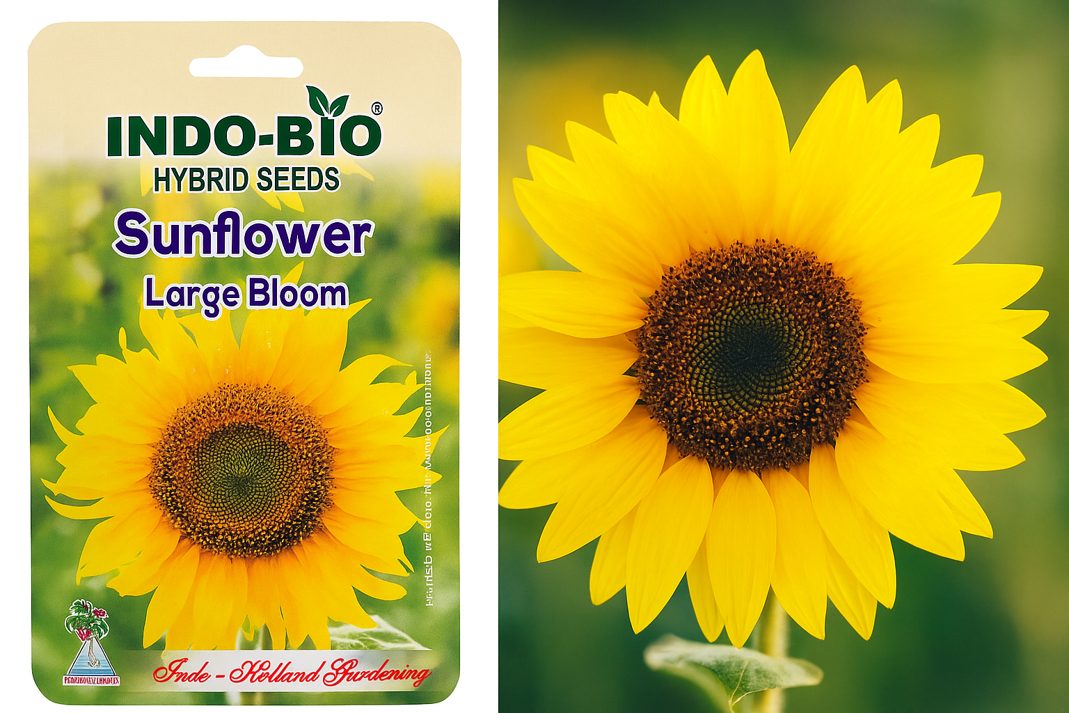 99 Mall offer Balsam Mix Flower Seeds - Colorful, High Germination & Easy to Grow (1 Packet) By 99 Stores