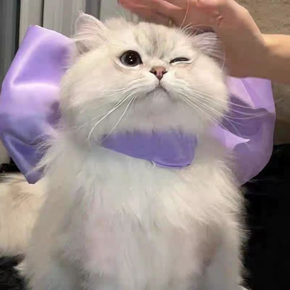 Fashion Adjustable Cat Bow Headwear Formal Elegant Cat Bow Tie Collar Decorative Pet Necklace Wedding Party