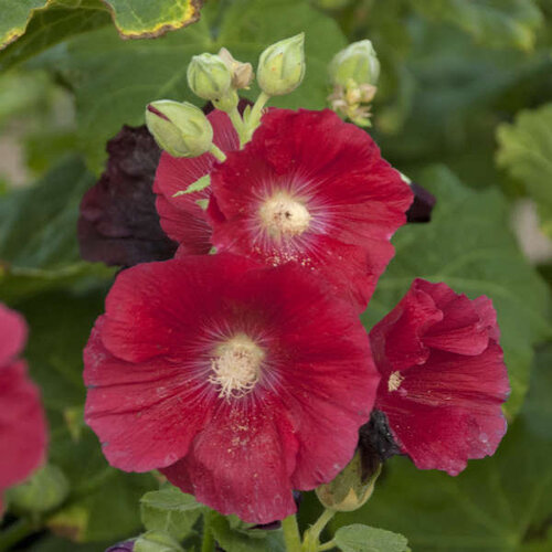99 Mall Offer Transform Your Garden With Exciting Loose Seeds Of Premium Hollyhock - 20 Plus Loose Seeds By 99 Store