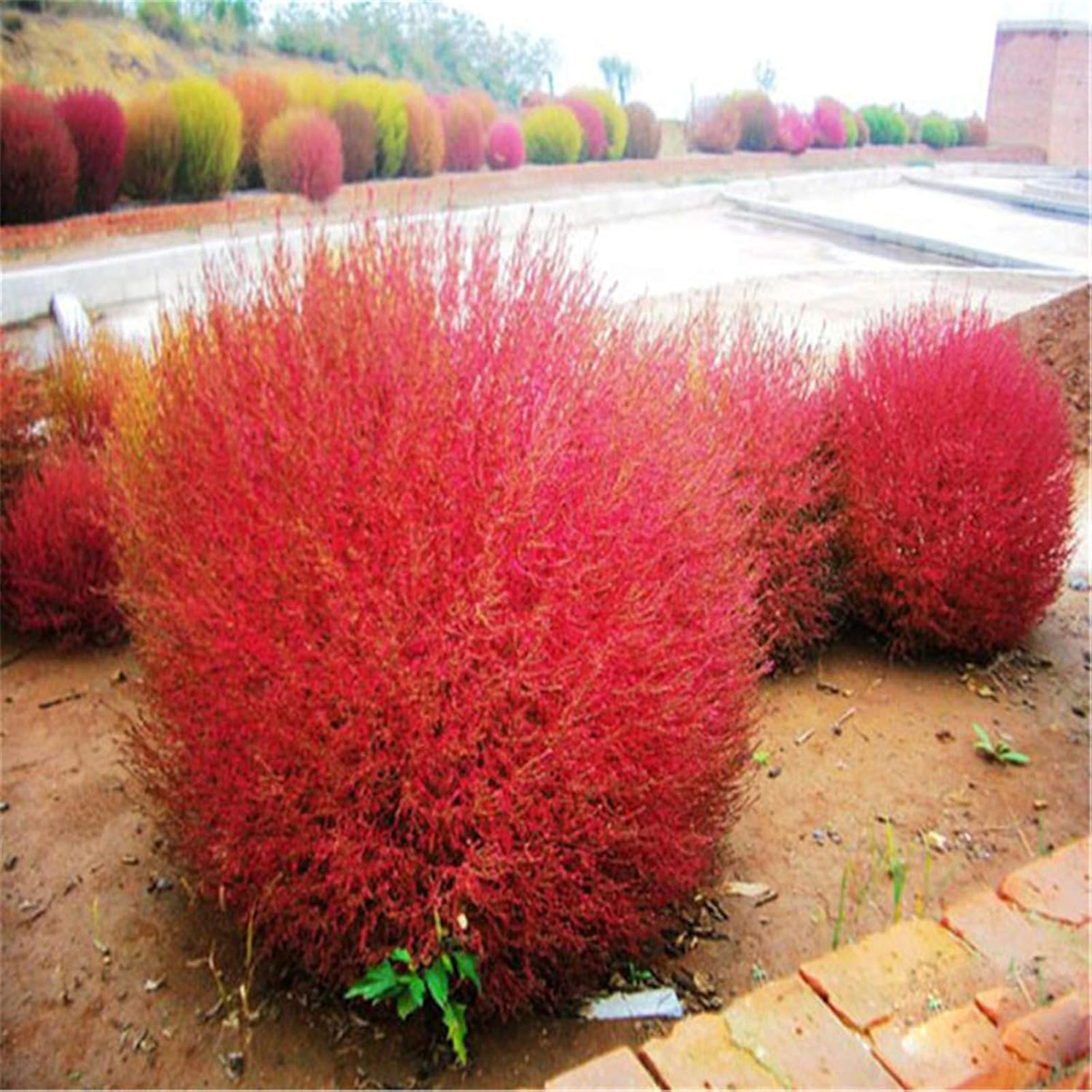 Grass Burning Bush Kochia Scoparia Red And Green Flower Mixed 20 Seeds For Garden