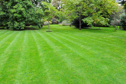 English Lawn Grass Seeds - Fresh Lawn And Garden Seeds 5 Gram Loose Packed