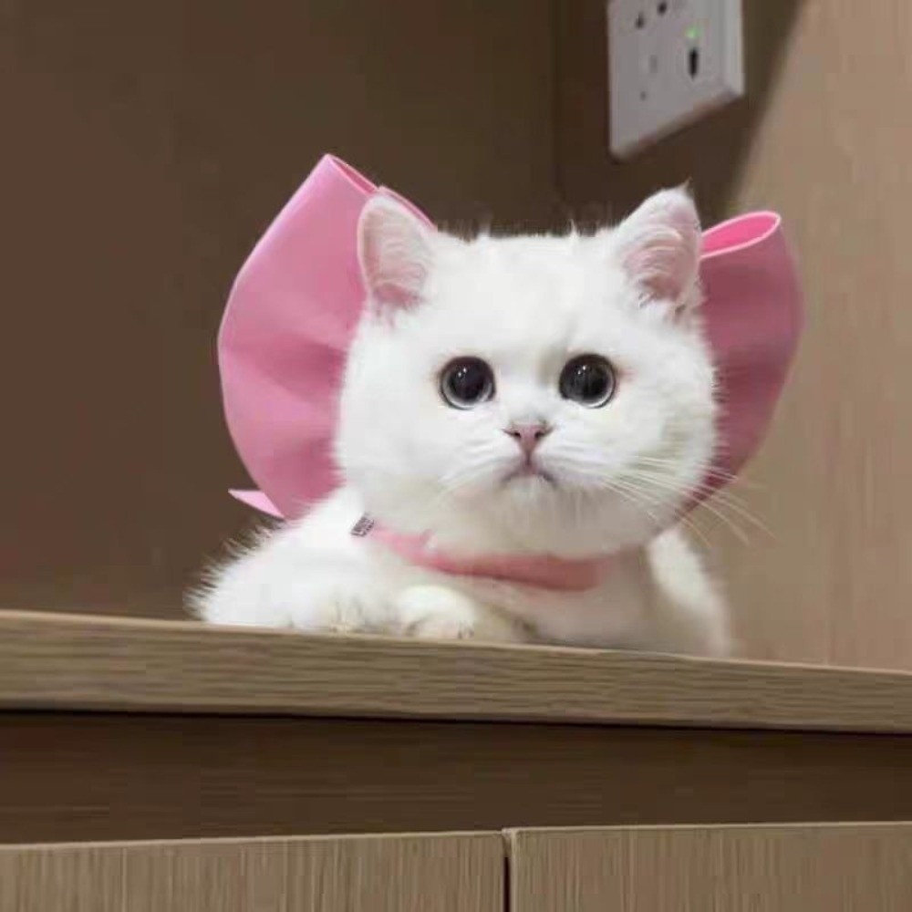 Fashion Adjustable Cat Bow Headwear Formal Decorative Pet Necklace Elegant Pet Tie Scarf Photo Session