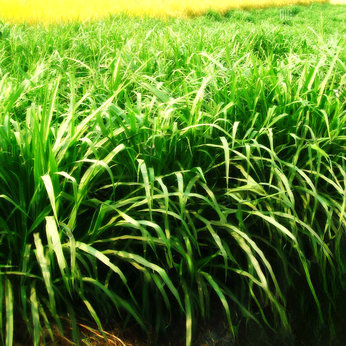 Animal Grass Seeds (Multicut/Perennial Forrage) Pack of 100 Gram - Nutriplus Genexis Hybrid Seeds High Protein / High Milk Production