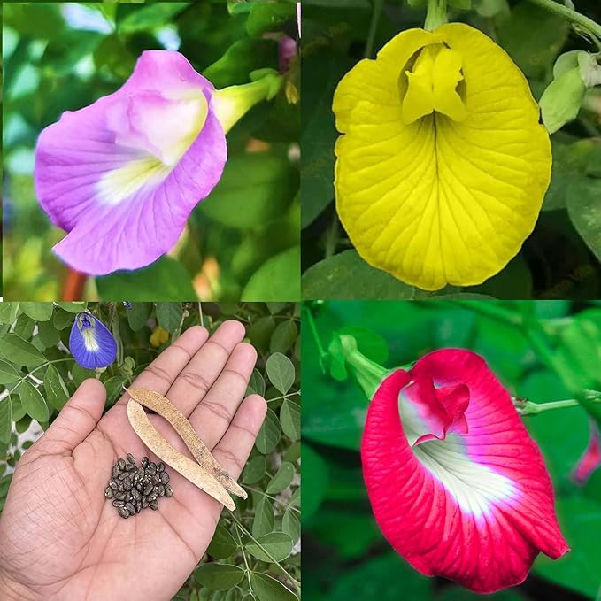 Aparajita Seeds Mixed Color Pack Blue, Pink, White Double & Single Petals Aprajita Shankhpushpi Hybrid Butterfly Pea Seeds Medicinal Flower Plant - Loose Pack Of 5 Seeds