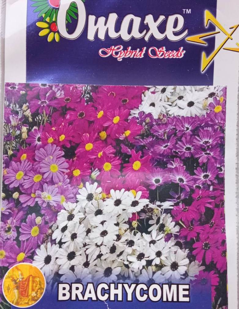 Brachycome Mix Flower Seeds 100 Plus Seeds