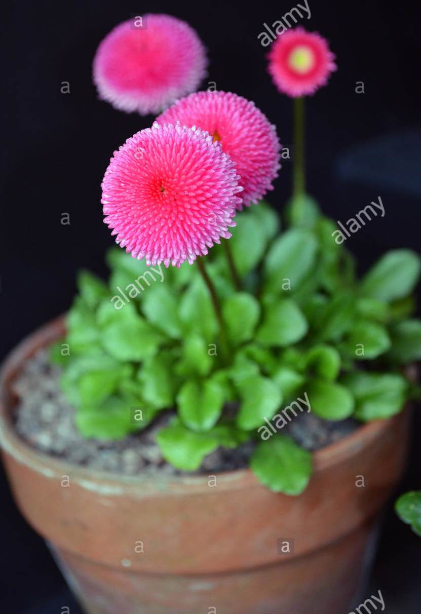 Flower Seeds- 1 Packet Omaxe DAISY Bellis Perennis Flower Seeds