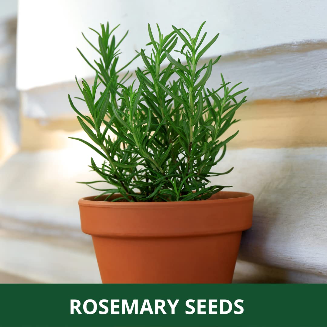 Pack of 30 Nos | ROSEMARY SEED |Easy To Grow | Best Suitable For Terrace And Home Gardening | Quality Herb Seeds Pouch|