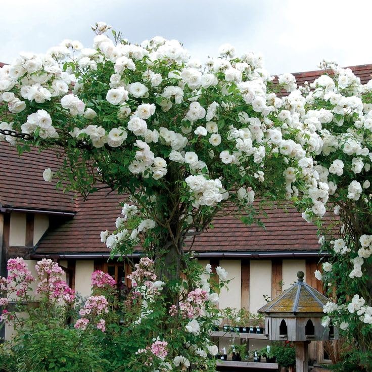 99 Mall offer 10+ Loose Packed White Color Climbing Rose Flower Excellent Quality Seeds By 99 Stores