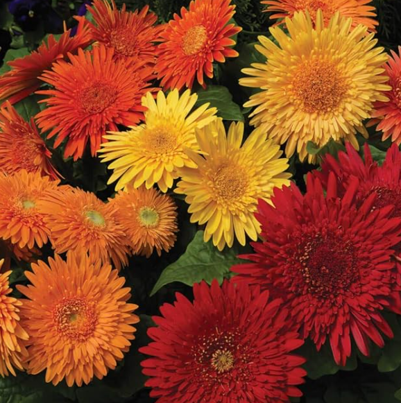 30 Seeds Of Autumn Mix Gerbera For Planting (Loose Packet)