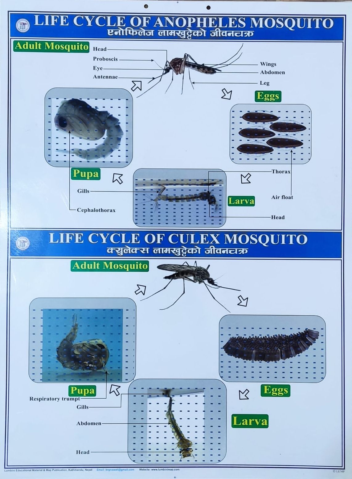 Study Material Chart Of Life Cycle Of Mosquito And Silkworm And Butterfly Two Sided Diagram For School And College Studies - 1 Set/Piece/Roll