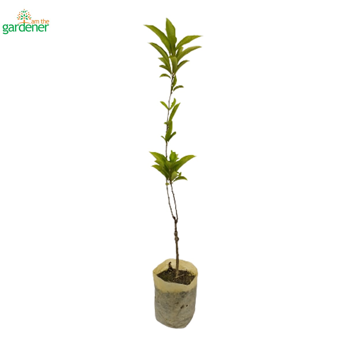 I Am The Gardener Aaru Bukhada (Plum) Fruit, Outdoor Plant, Green Plant