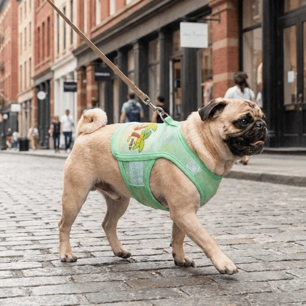 Summer Theme Striped Mesh Pet Cooling Vest Thin Breathable Cartoon Bear Pattern Dog Ice Silk T-shirt Lightweight Breathable Cooling Jacket Outdoor Activity