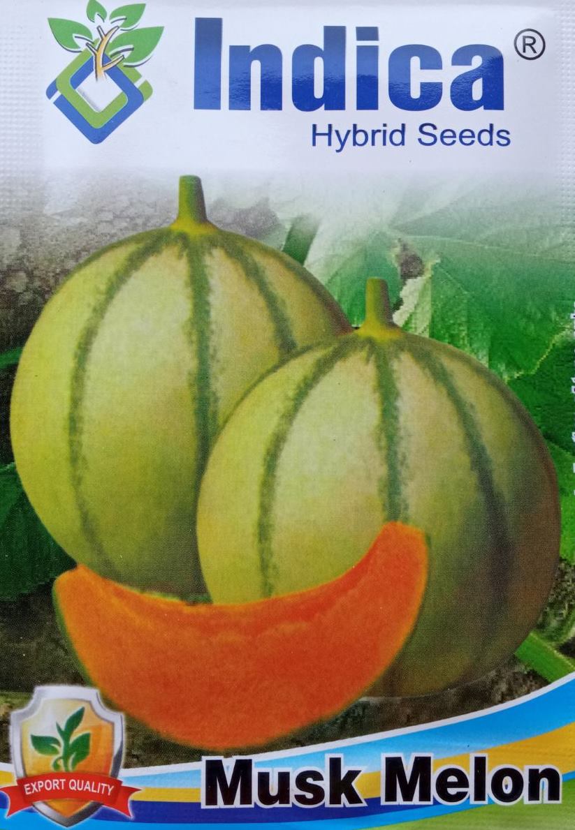 Fruit Seeds - 1 Packet Musk Melon Seeds 3 Gram