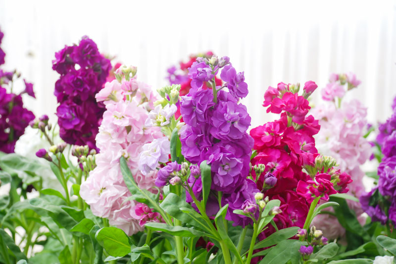 20+ loose Packed Stock Flower Seeds Mixed 50 Plus Seeds