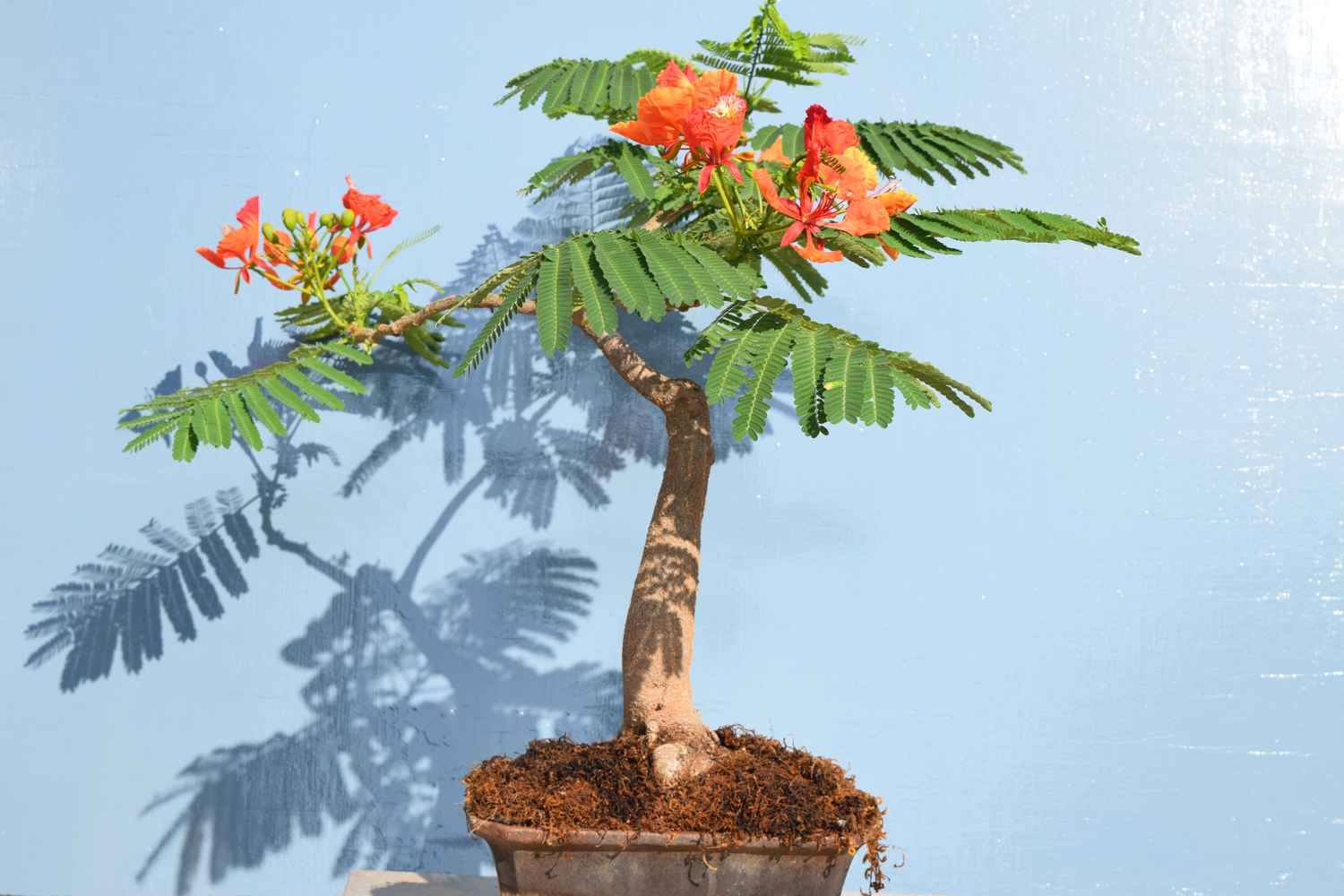 10 Seeds Of Exquisite Bonsai Gulmohar Tree - Premium Seeds for Vibrant Flowers, Trending and Going Viral in Nepal for Home Gardening Enthusiasts