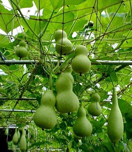 1 Packet Bottle Gourd Seeds - Variety Mix Vegetable Seeds