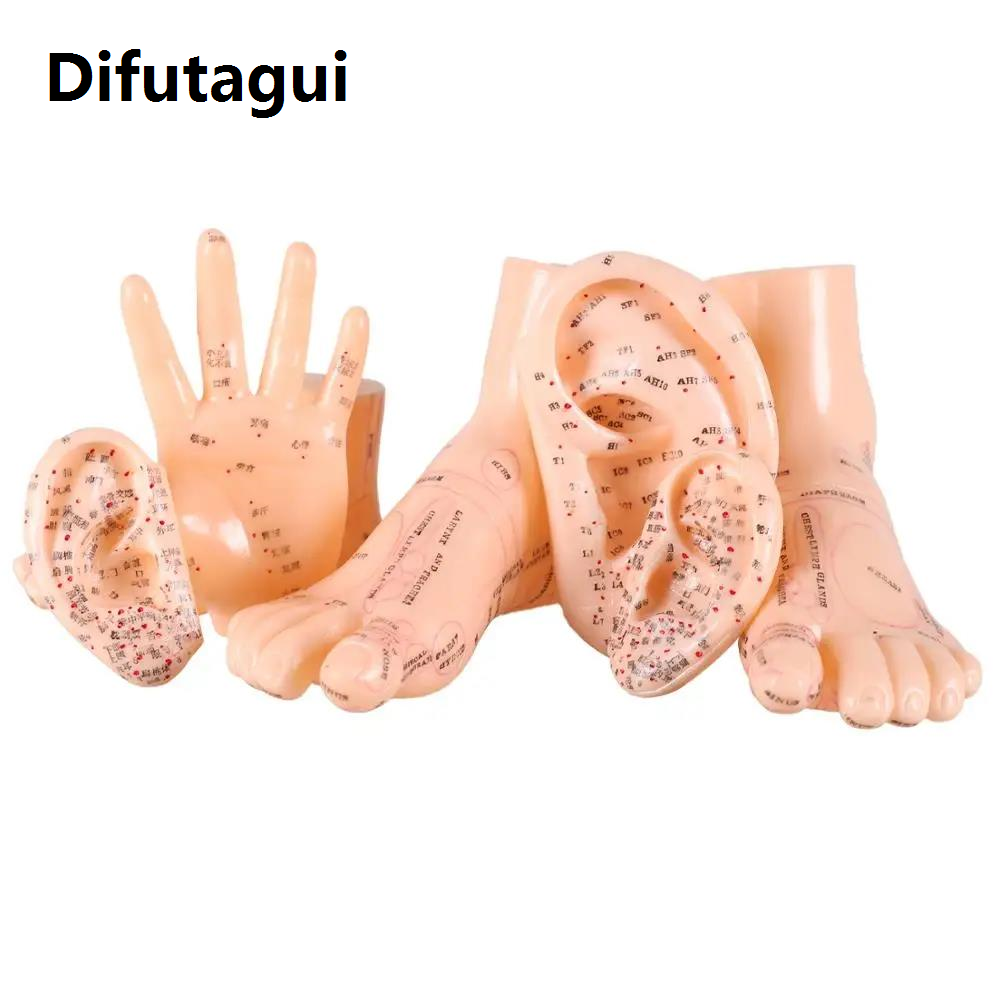 Difutagui 2025 New 17cm Foot Acupuncture Model Set Foot Acupuncture Needle Acupoint Model Foot Acupuncture Point Model 2 Pieces