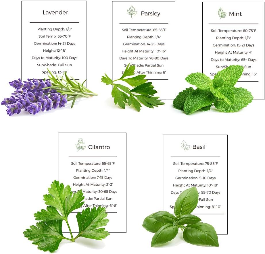 50 + Herb Garden Seeds Collection - 5 Culinary Herb Seeds Pack - Basil, Mint, Parsley, Cilantro and Lavender Seeds, Heirloom Organic Seeds for Planting, 10+ Seed Each