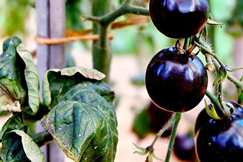 Black cherry tomato Loose seeds (Pack of 5) - Loose break from omaxe brand pack