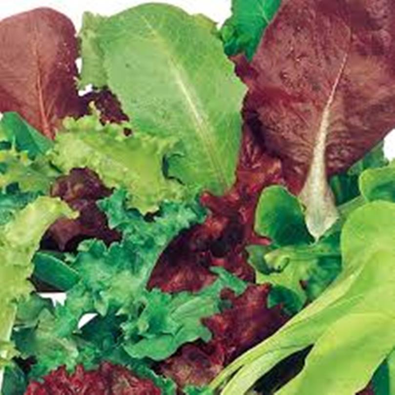 Herb Seeds- Collection 6 Major herbs Seeds Misticanza - Rocket. Oregano. Basil. Dill. Thyme and Rosemary)