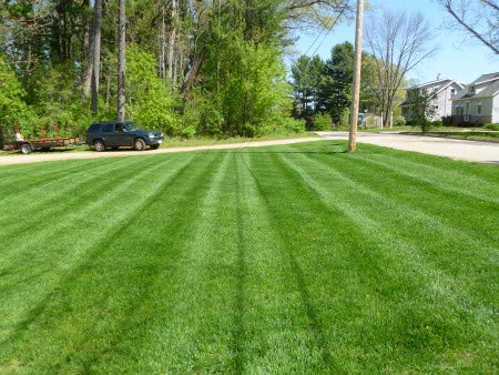 English Lawn Grass Seeds - Fresh Lawn And Garden Seeds 5 Gram Loose Packed