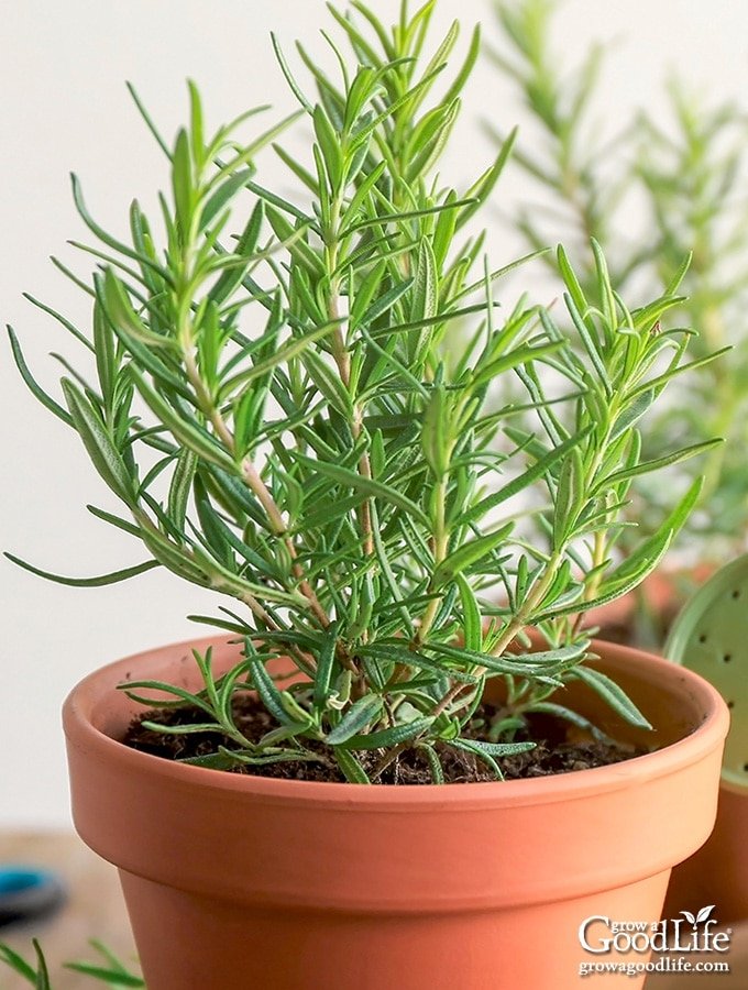 20+ Loose Packed Seed Of Rosemary Herb Seeds Kitchen Garden Use