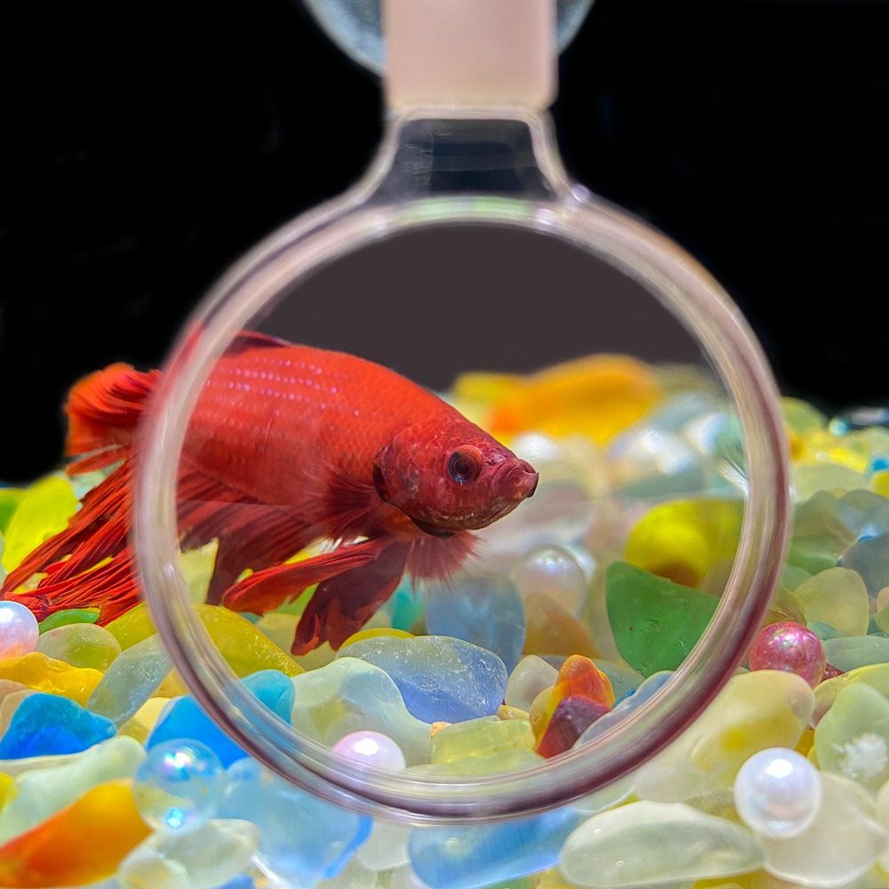 3pcs Funny Acrylic Aquarium Magnifying Glass with Suction Cup Mini Fish Viewer Portable Animal Observation Glass Small Animal Observation